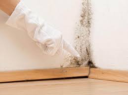 Trusted Princeton, NJ Mold Removal Services Experts